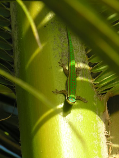 dscn5171.jpg