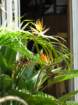 dscn5602_small.jpg