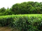 dscn5655_small.jpg