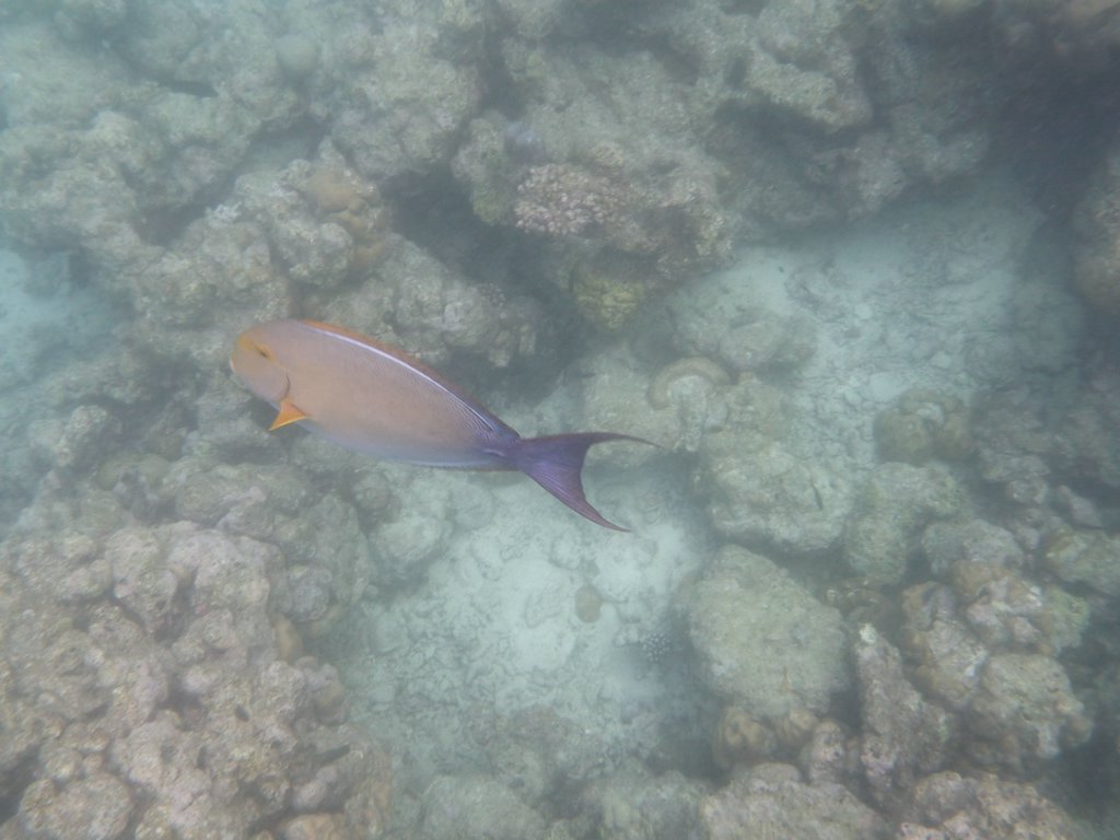 Maldives203.JPG