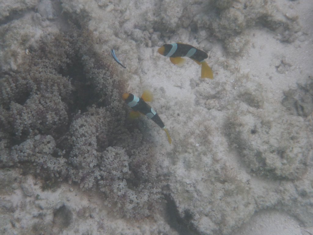 Maldives206.JPG