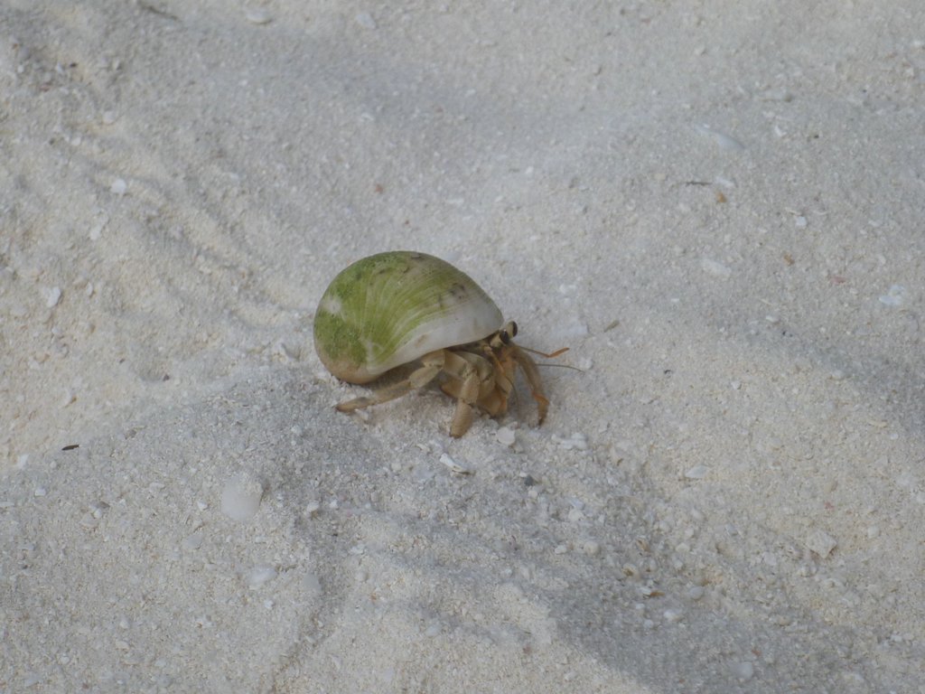 Maldives232.JPG