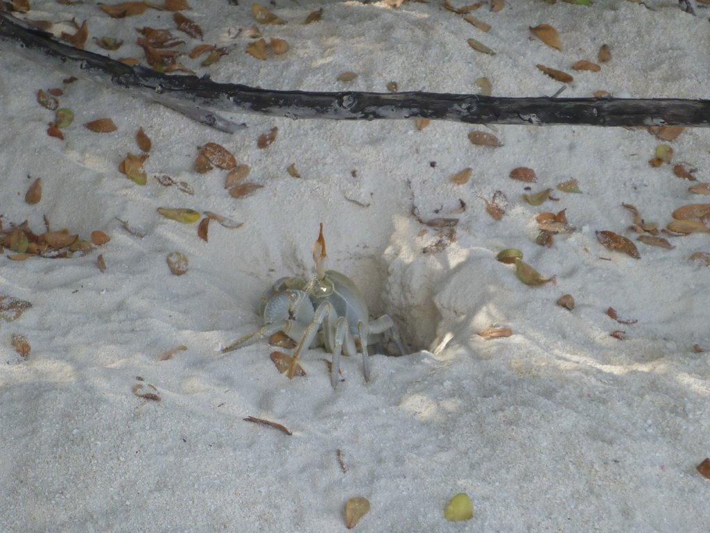 Maldives236.JPG