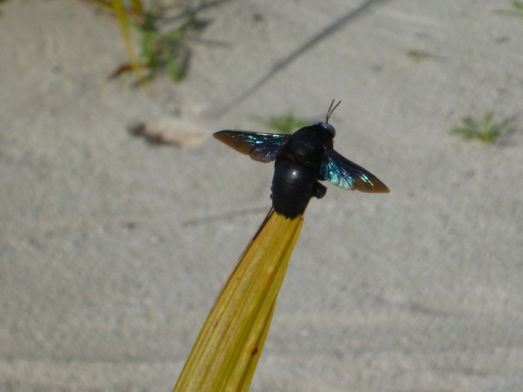 Maldives254.JPG