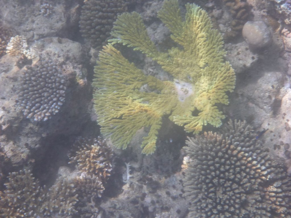 Maldives259.JPG