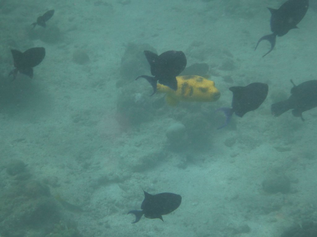 Maldives284.JPG