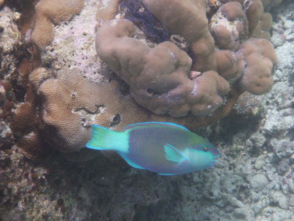 Maldives294.JPG
