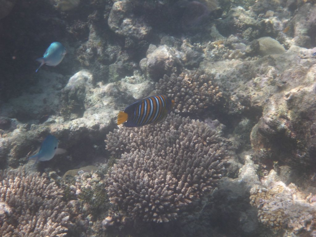Maldives299.JPG