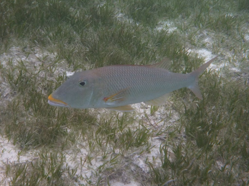 Maldives318.JPG