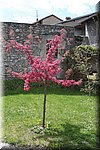 Spring12_205.JPG
