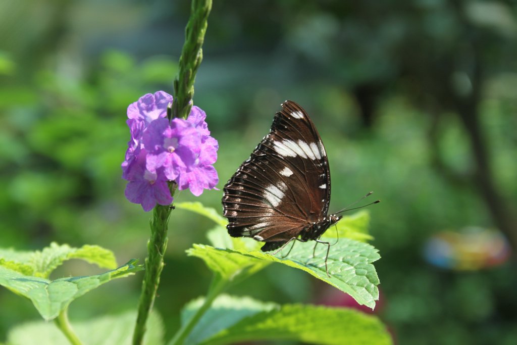 spring_024.JPG
