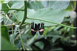 spring_029.JPG