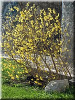 spring_062.JPG