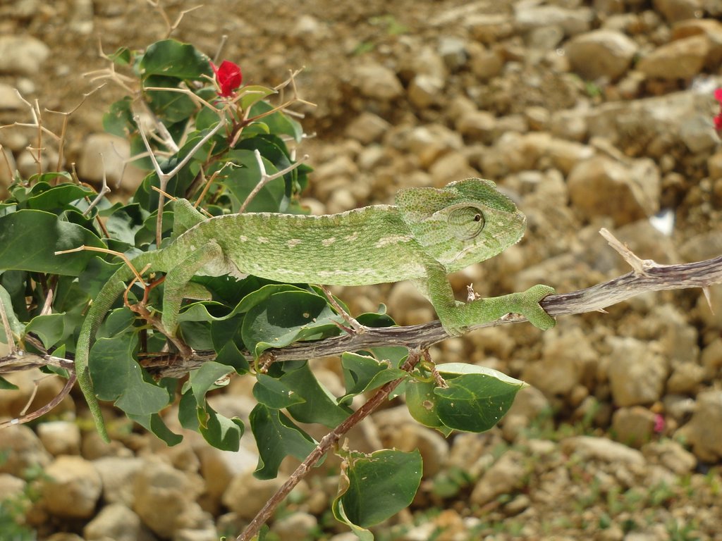 carboneras_114.JPG
