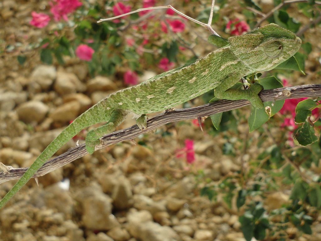 carboneras_115.JPG