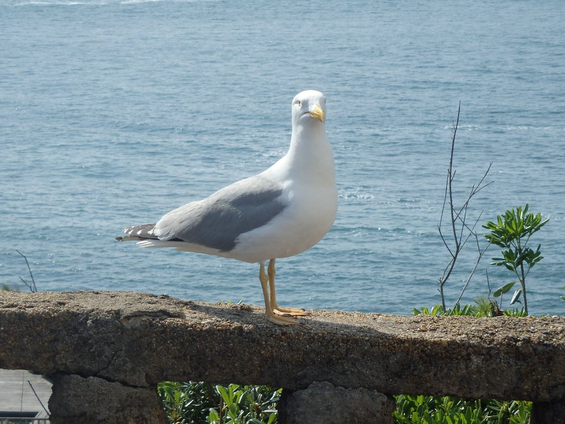 Biarritz36.JPG