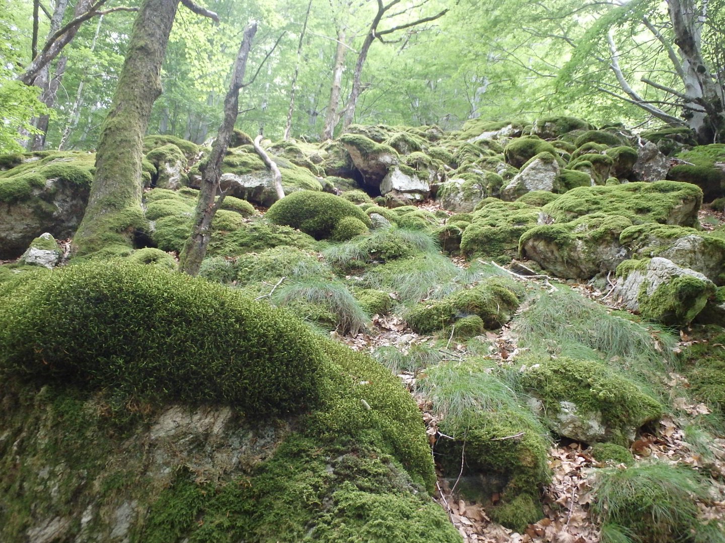 Ardeche54.JPG