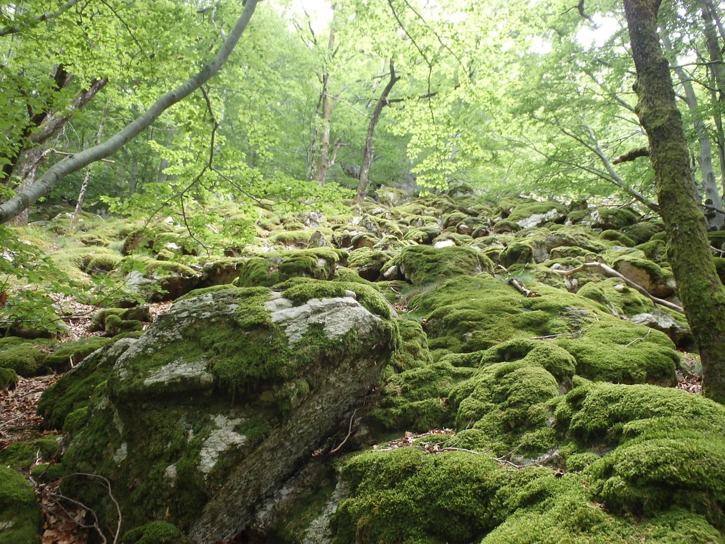 Ardeche55.JPG