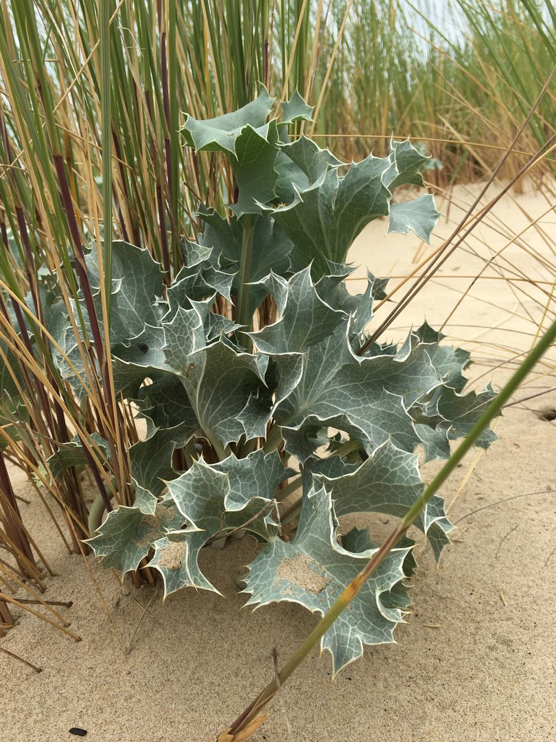 Royan118.JPG