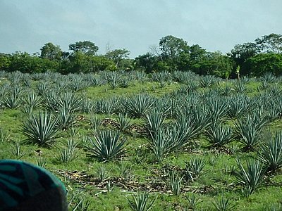 Cancun277.JPG