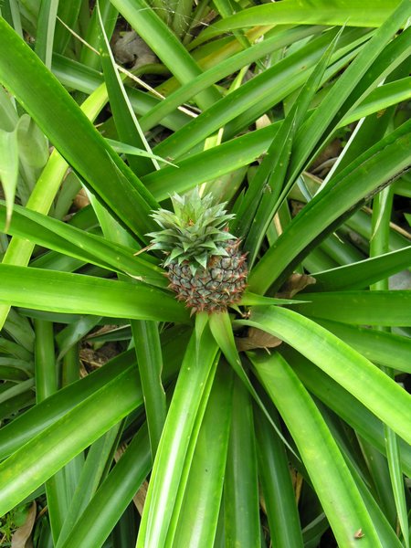 Bali_P124.JPG
