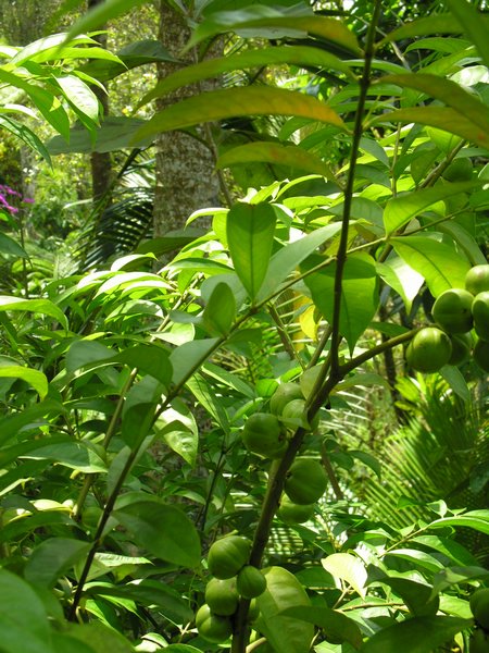 Bali_P125.JPG