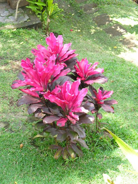 Bali_P128.JPG