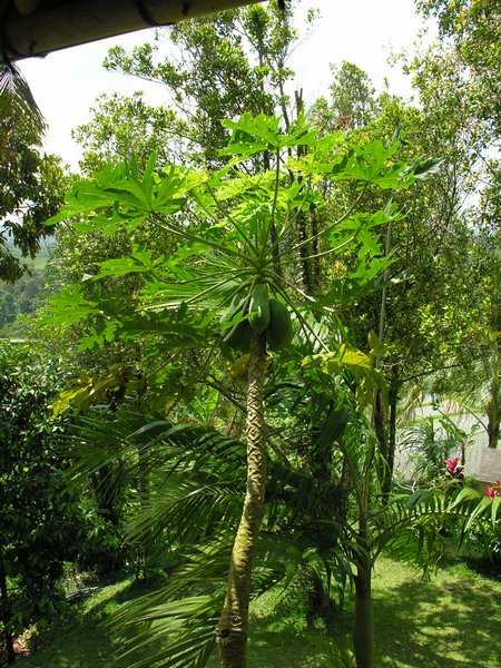 Bali_P130.JPG