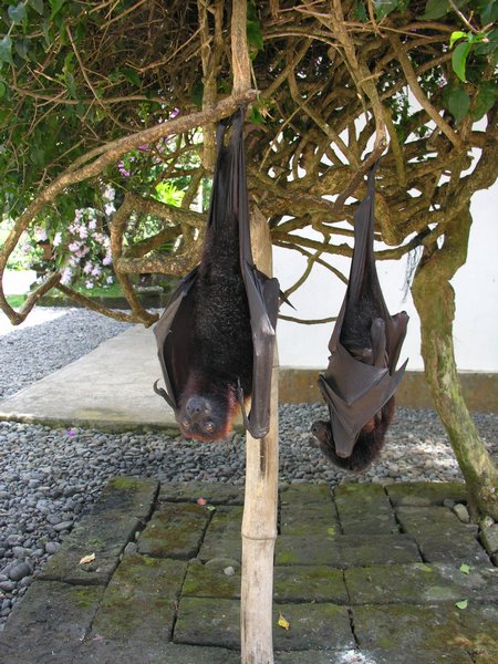 Bali_P131.JPG