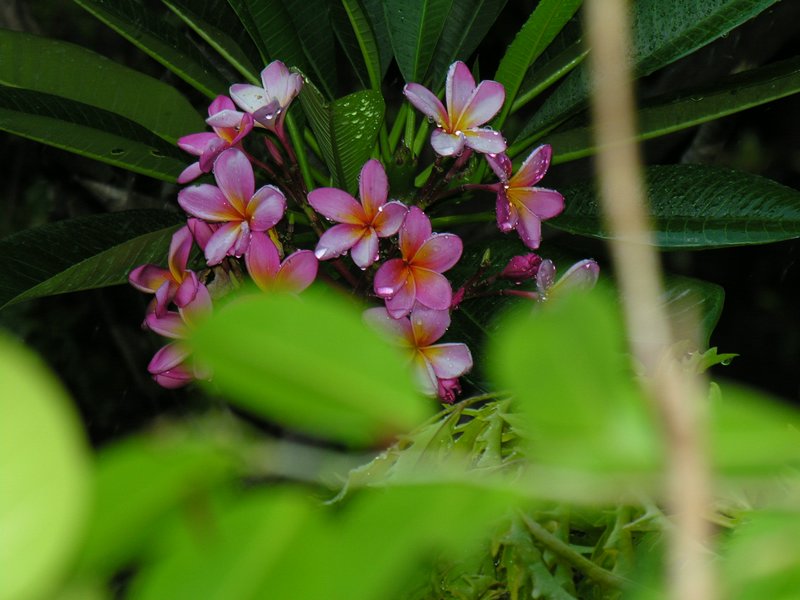 Bali_P147.JPG