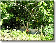 Bali_P118.JPG
