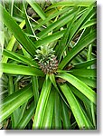 Bali_P124.JPG