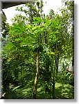 Bali_P130.JPG