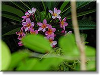 Bali_P147.JPG