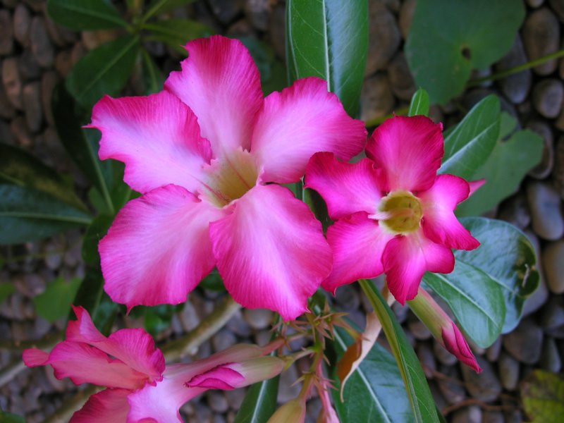 Bali_P206.JPG
