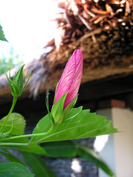 Bali_P208.JPG