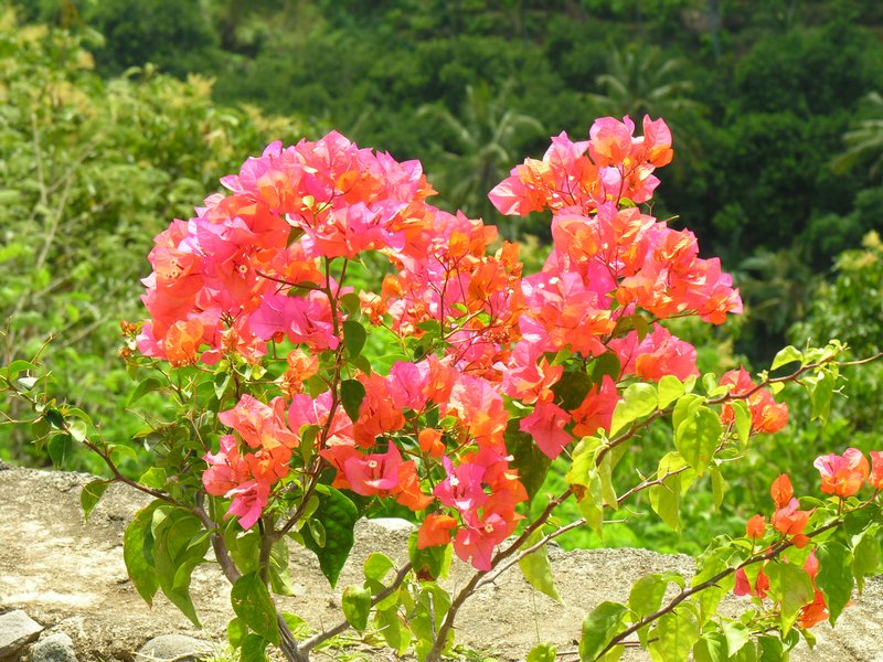 Bali_P227.JPG