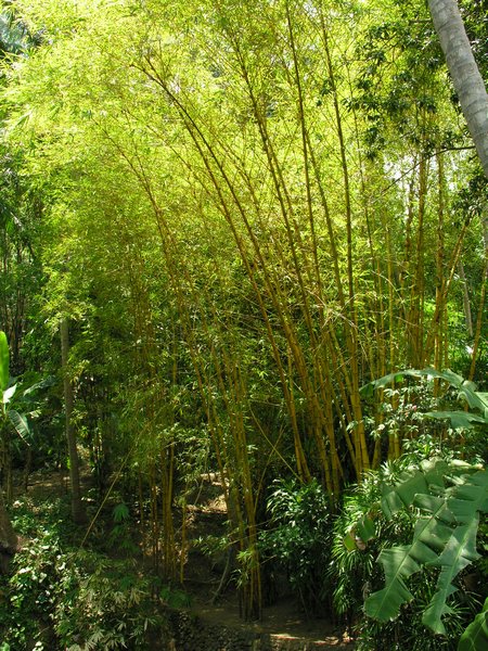 Bali_P229.JPG