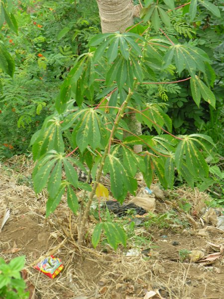 Bali_P233.JPG