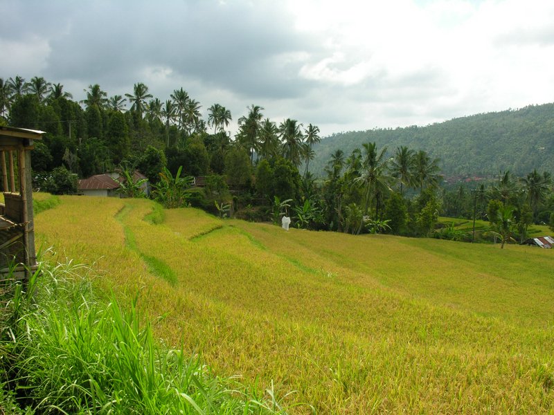 Bali_P234.JPG