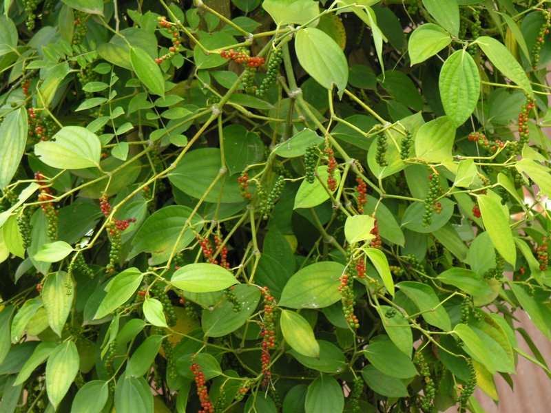 Bali_P301.JPG