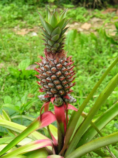 Bali_P308.JPG