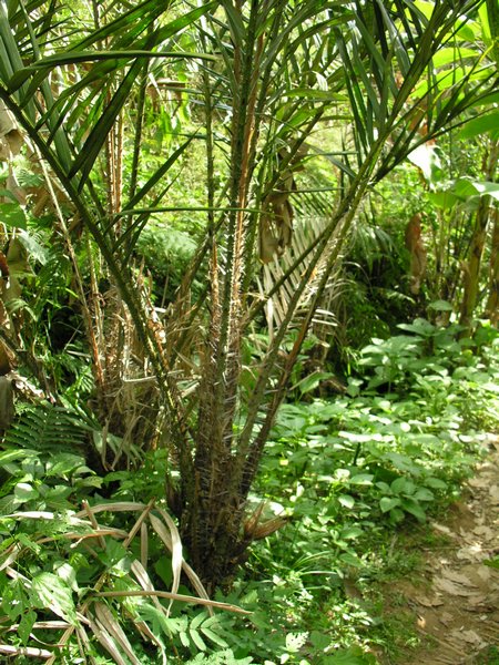 Bali_P310.JPG