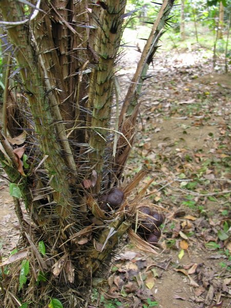 Bali_P311.JPG