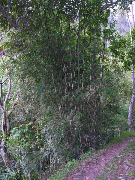Bali_P313.JPG