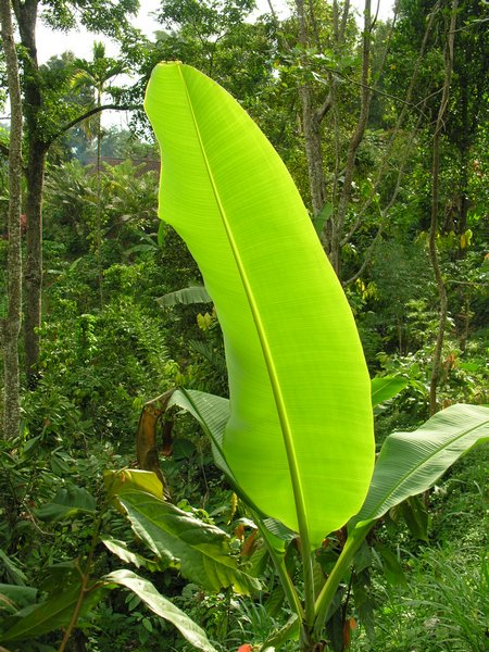 Bali_P320.JPG