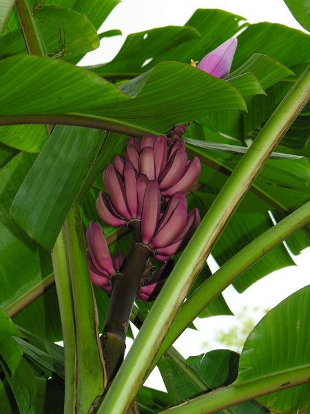 Bali_P322.JPG