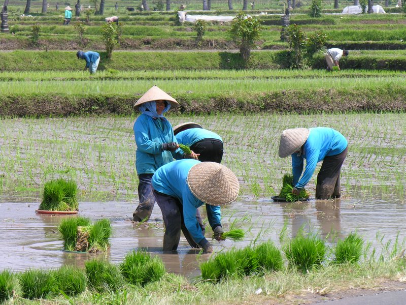 Bali_P344.JPG