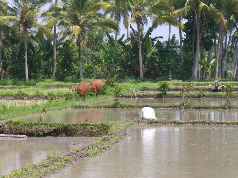 Bali_P345.JPG