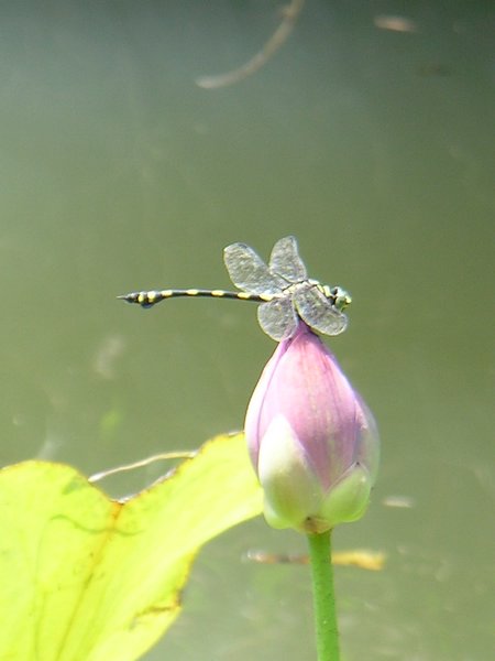 Bali_P347.JPG